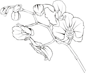 Linear drawing blooming twig of Phalaenopsis orchid flowers
