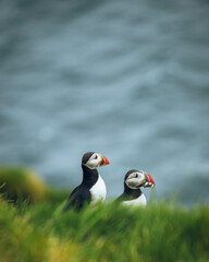 atlantic puffin