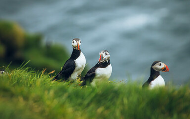 atlantic puffin
