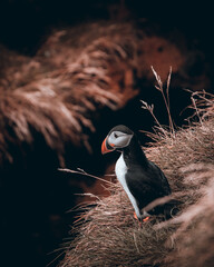 atlantic puffin