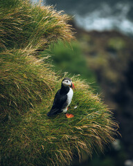 atlantic puffin