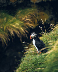 atlantic puffin