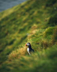 atlantic puffin