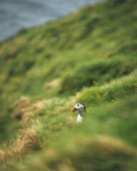 atlantic puffin