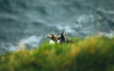 atlantic puffin