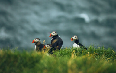 atlantic puffin
