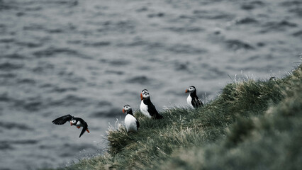 atlantic puffin
