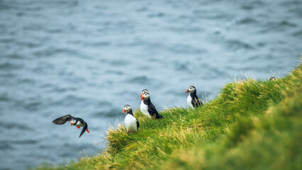 atlantic puffin