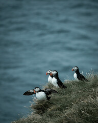atlantic puffin
