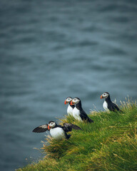 atlantic puffin