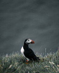 atlantic puffin