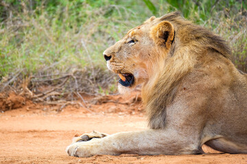 Young Male Lion