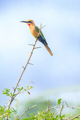 White-fronted Bee-eater