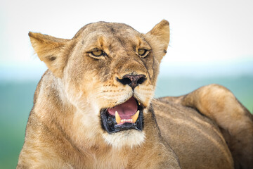 Lioness close-up