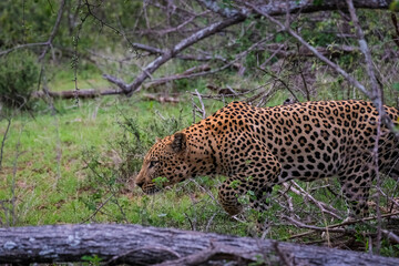 Fototapeta na wymiar Male Leopard on hunt