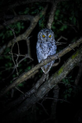 Scops Owl