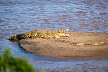 alligator in the water