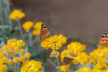 Beautiful orange butterfly on wild orange flowers