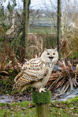Eurasian Eagle Owl during a flight demonstration
