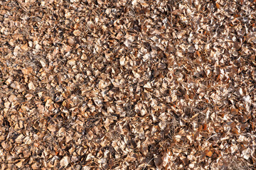 Autumn background with dry orange leaves.