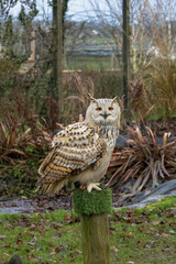 Obraz premium Eurasian Eagle Owl during a flight demonstration