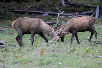 Fototapeta premium Wild red deer male, Cervus elaphus, fight during autumn rut in a meadow of mountain forest. Wild animal in the natural environment and wilderness.