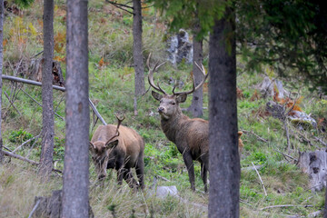 Naklejka na ściany i meble Wild red deer male, Cervus elaphus, graze grass during autumn rut in a meadow of mountain forest. Wild animal in the natural environment and wilderness.