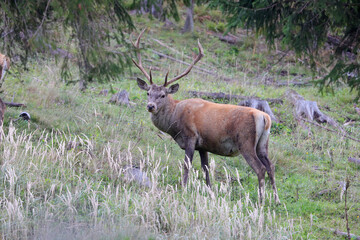 Wild red deer male, Cervus elaphus, roaring during autumn rut in a meadow of mountain forest. Wild animal in the natural environment and wilderness.