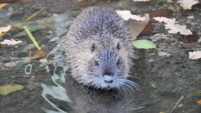 Close up shot of wild Nutria Cooling in clear water of river during sunny day in autumn