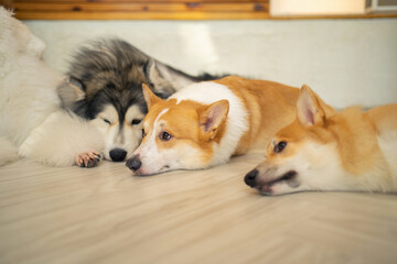 Happy dogs or puppy smiling in cafe restaurant. Pet animal.