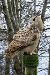 Eurasian Eagle Owl during a flight demonstration