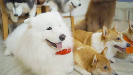 Happy dogs or puppy smiling in cafe restaurant. Pet animal.