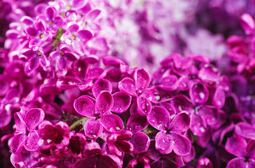Obraz premium Beautiful lilac flowers bunch background