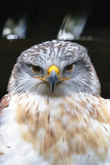Intimidating Ferruginous Buzzard