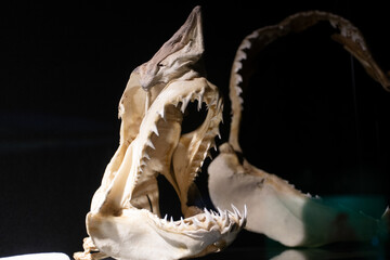 Big jaws of a shark fish skeleton on black background