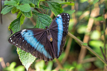 Morpho peleides tropical butterfly