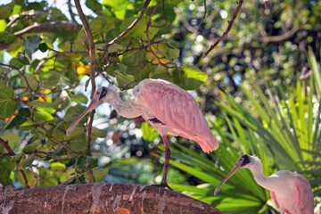 Spoonbills are a genus, Platalea,