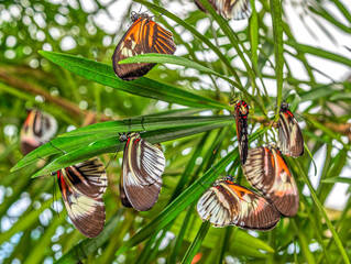 Heliconius comprises a colorful and widespread genus of brush-footed butterflies