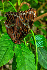 Morpho peleides tropical butterfly