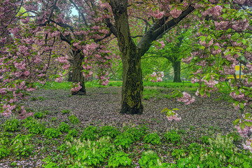 Japanese cherry tree in spring