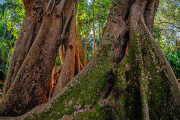 Ficus benghalensis, commonly known as the banyan