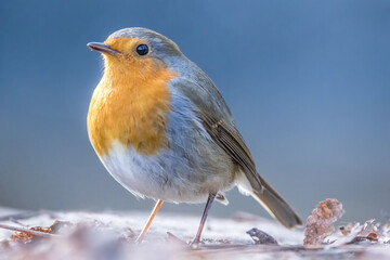 A robin songbird looking for food on the ground in winter in the city forest of Frankfurt in Hesse, Germany.