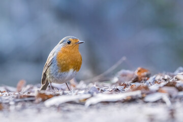 A robin songbird looking for food on the ground in winter in the city forest of Frankfurt in Hesse, Germany.