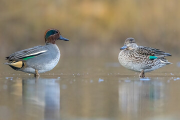 Beautiful teal duck couple standing on the iced pond called Jacobiweiher not far away from...