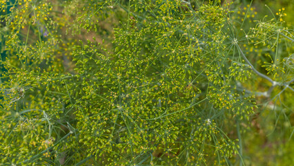 Fototapeta premium Flower of green dill (fennel). Fresh flower dill. Fresh dill (Anethum graveolens) growing. Growing dill in the garden
