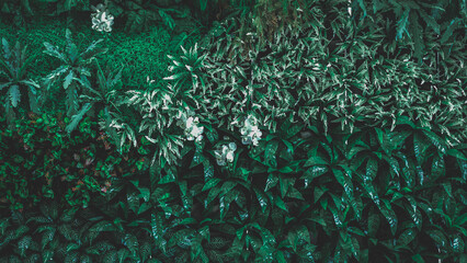 Fototapeta na wymiar Green leaf background. Herb wall, plant wall, natural green wallpaper and background. nature wall. Nature background of green forest