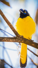 yellow bird on a branch