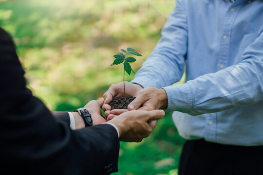 Businessman hands holding young plant.World environment day. Global community teamwork.Volunteer charity work.Green business concept.