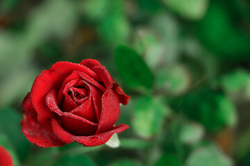 Red Rose on the Branch in the Garden