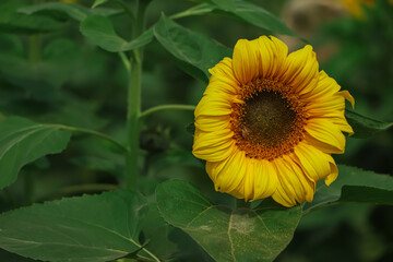 sunflower background in the field